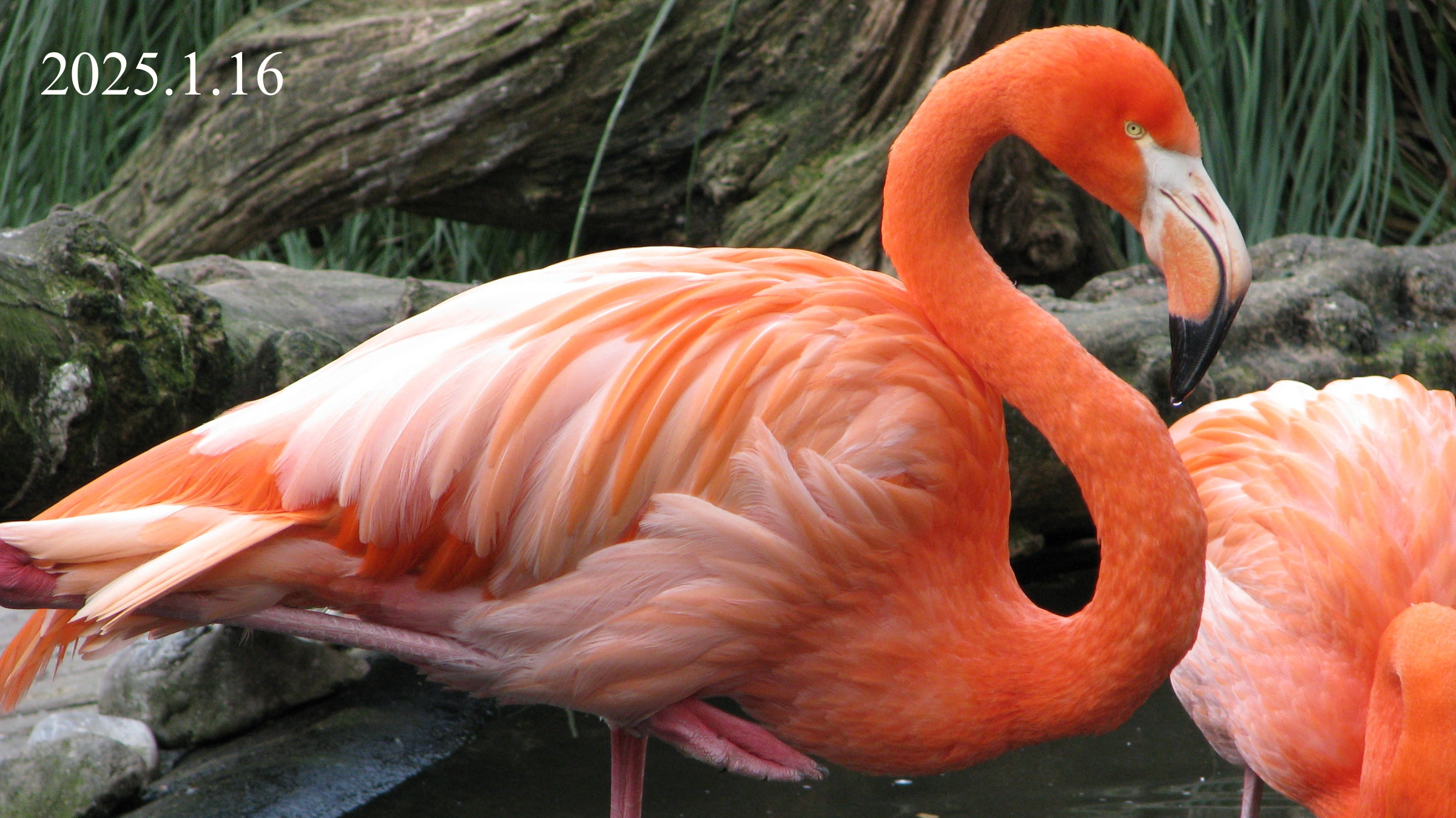 フラミンゴの写真。 2025年1月16日の日付表示あり。